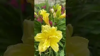 Бог всё видит и слышит #шортс #garden #дача #сад !