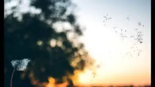 wind