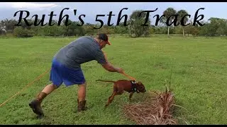 Ruth's 5th Deer Leg Track