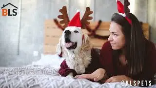Christmas Music - Christmas 2021 - Christmas Jazz - Christmas Ambience 🎄🎄🎄