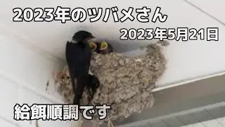 2023年5月21日のツバメさん【給餌も順調です】
