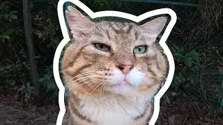 КОТ НОСОК — ОТКУДА МЕМ?