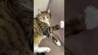 Любимая поза для сна у кота Васи