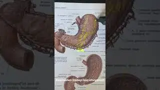 Mideniz Kesilmeden Zayıflayabilirsiniz