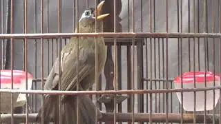 Cuckoo tailed Birdsong