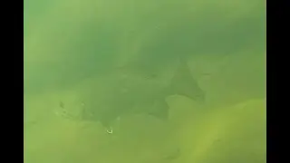 Second swim