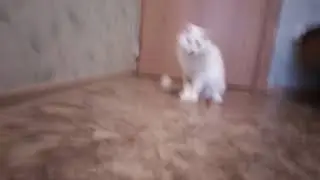 Реакция кота на таракана.