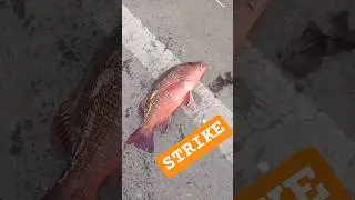 Lomba mancing Di atas jembatan dapat ikan sedap