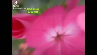 Géranium Flowers ازهار جيرانيوم