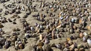 Manhattan Beach Clams!