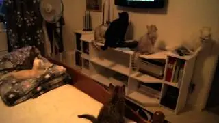 Ser på tv