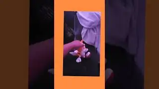 Tails does around the world