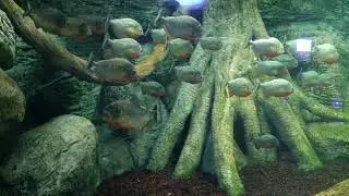 Tuğra Aqua Vega'da