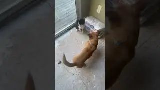 dog vs cat playing #dog #cat #pets