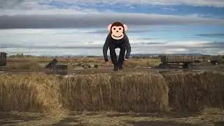 Learn the Monkey Vault
