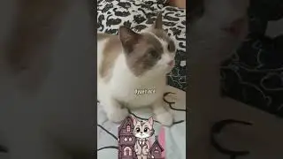 Задача с баблом #смешнаяозвучка #прикольнаяозвучка #котики