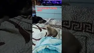 #приветЯдома