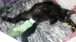 Котёнок с гипсом.