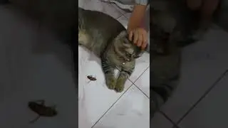 cat playing cockroach and ignore it 😸