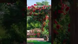 Beautiful Patio Garden