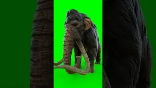 mammuthus green screen material green screen video editing 