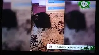 Звериный репортёр 2 й выпуск