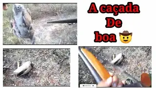 Caçada rendeo codorna + lambu pe vermelho # caçado baiano #