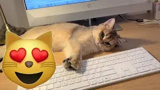 Работа мечты или ПОГЛАДЬ КОТА! (Как Соня работает)