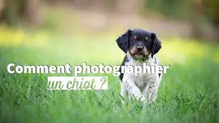 Guide ultime pour photographier un chiot énergique : Astuces et conseils pratiques