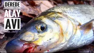 How to Catch Mock | Fishing method in the creek | Stream Fishing Techniques | mockfish
