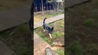Собака друг человека  #shorts #short #shortvideo #shortsvideoyoutube #1ksubscribers #подпишись #пес