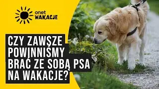 Czy brać ze sobą psa na wakacje? To nie zawsze dobry pomysł | Onet Wakacje - 12.07