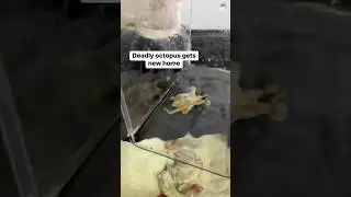This octopus is no joke #petoctopus #octopus #aquarium #thereefdoc
