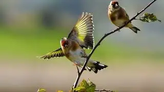 A beautiful off goldfinch