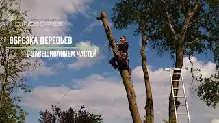 Обрезка деревьев Киев