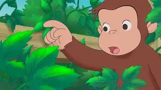 Be Careful Around Poison Ivy 🌱 | Curious George Compilation | Adventure & Play