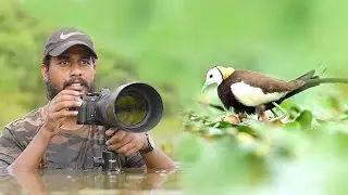পচা জলে নেমে জল ময়ূরের ছবি তোলার অভিজ্ঞতা | Wildlife Photography Vlog 51 |Pheasant tailed jacana |