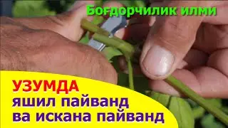 Узумда яшил ва искана пайванд турлари  - Uzum yashil va iskana payvand turi