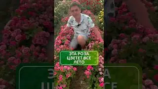 🌹✨ Роза Лидия — порадует цветением все лето  ✨🌹