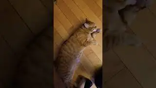 Chill with the kitties