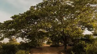 BEAUTIFUL SUNSET& THE FLOWER/ SCENIC RELAXTION FILM AND NATURE VIDEO