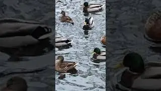 уточки...