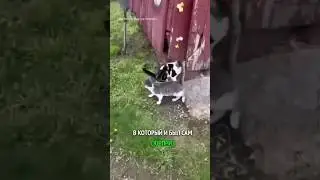 как они додумались?