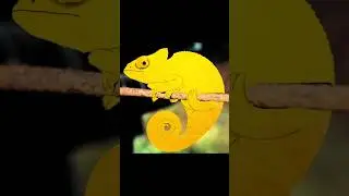 بائع سمك كبير the melon chameleon #meme #indoali