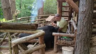 Дикий кабан стал чувствовать себя настоящим хозяином на хуторе | Бушкрафт | bushcraft .