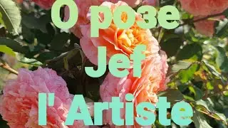 О розе Jef l' Artiste.