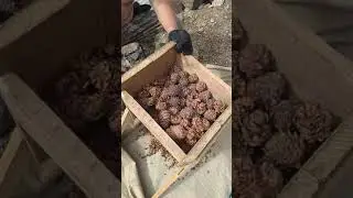 Обработка кедровой шишки