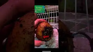 WILL IT SURVIVE??#shortsviral #shortsfeed #growth #fyp #farm#growingseason #potato #viralvideo