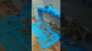 ВМЕСТО ТЕЛЕВИЗОРА#пасека #пчеловодство #пчёлы #пчелы #beekeeping #beekeeper #пчеловод #природа #bee
