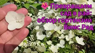 🔥 Забудьте про скучный сад! Эта гортензия сведёт вас с ума! 🌸 Вимс Ред: самая красивая гортензия